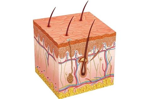 The Integumentary System Part 1 Skin Deep Crash Cours