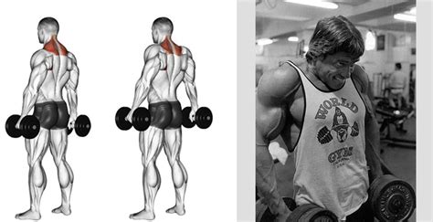 Trapezius Muscle Training Strength And Mass Development Exercises