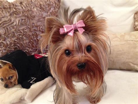 Pretty In Pink Animal Hospital Yorkie Yorkshire Terrier