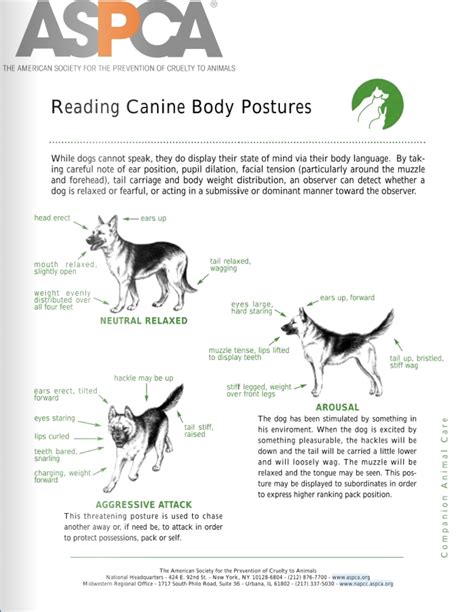 Aspca Canine Body Postures Friends Of Somerset Regional Animal Shelter