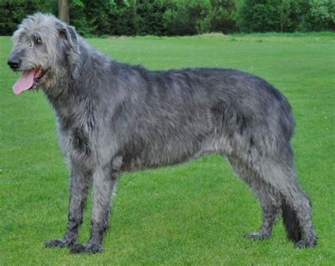 This Is One Of The Most Iconic Irish Dog Breeds And Has Appeared In