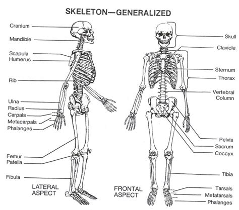 Back Bones Diagram Fileskeletonbodyback Wikimedia Commons