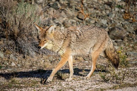 Animals That Live In Utah Worldatlas