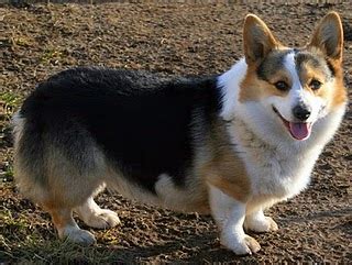 Find a corgi on gumtree, the #1 site for dogs & puppies for sale classifieds ads in the uk. Cowboy Corgis: Cowboys