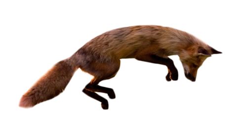 Image Jumping Fox Transparent Backgrouundpng Animal