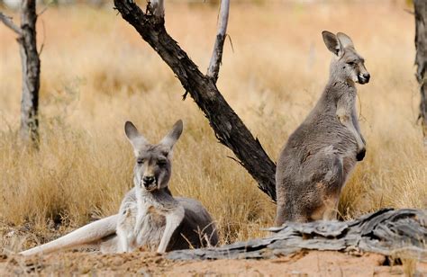 Eastern Grey Kangaroos At Promontory National Park