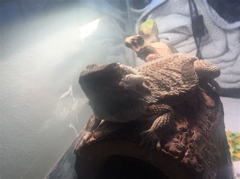 Bearded Dragon With Bloated Beard Please Help Health