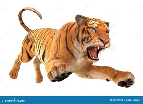 Tiger Running Stock Illustration Illustration Of Mammal 56798954
