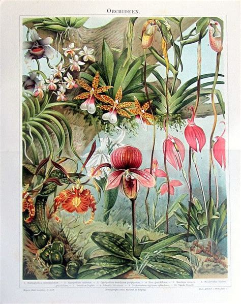1896 Antique Fine Lithograph Print Of Orchids By Lyranebulaprints 29