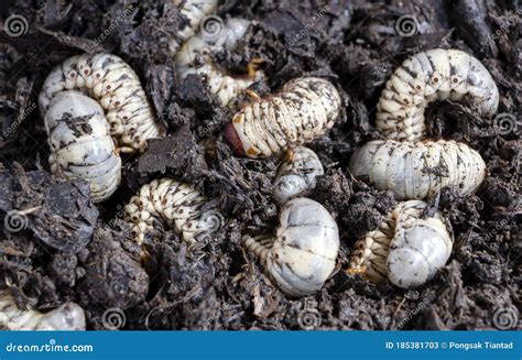 Beetle Larvae Grub Are Soft Bodied Soil Dwelling Insects With A Light