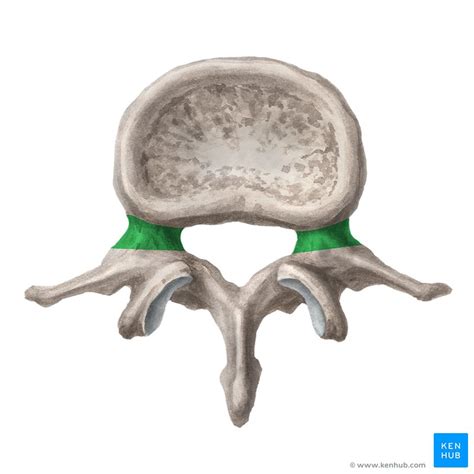 Vértebras Lombares Anatomia E Clínica Kenhub