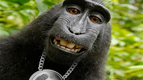 Funny Chimpanzee Monkey Expression In Green Leaves Background Hd Funny