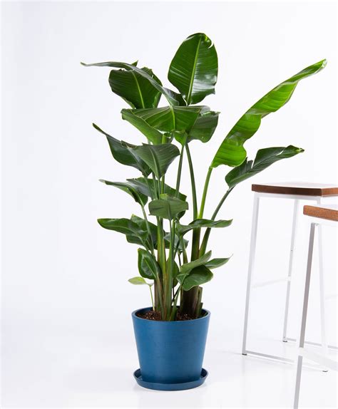 Buy Extra Large Potted Bird Of Paradise Indoor Plant Bloomscape