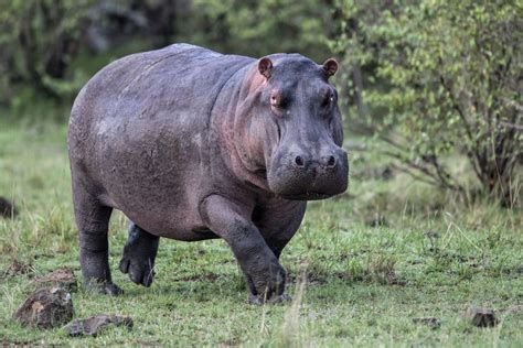 17 Hippopotamus Facts In Honor Of National Hippo Day