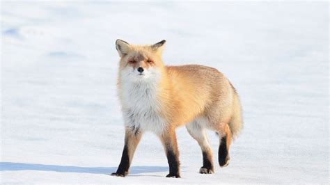 Ezo Red Fox Miki Yoshihito Flickr