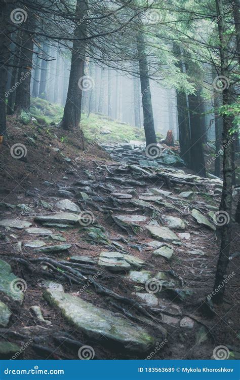 Hiking Rocky Path Trail In Foggy Misty Woodland Stock Image Image Of