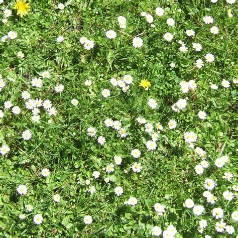 Flowery Meadow Texture Seamless 12954