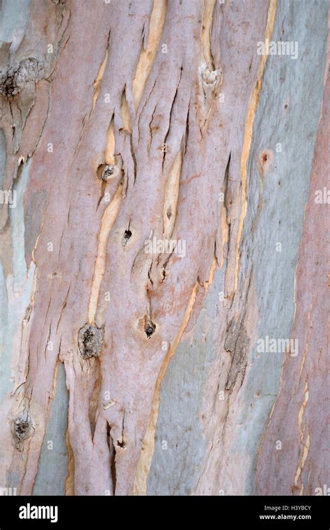 Close Up Of Eucalyptus Tree Trunk Stock Photo Alamy