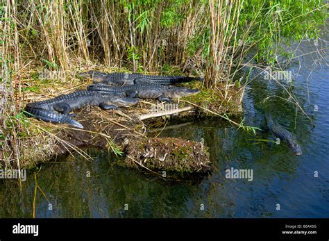 Several American Alligators Sunning In The Everglades National Park