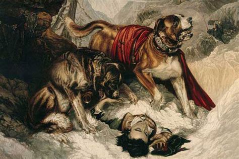 Saint Bernard History The Original Rescue Dogs Of The Italian Swiss