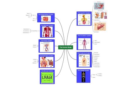 Body System Concept Map Template Edrawmind