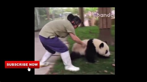 Funny Panda Video Compilation Cute Baby Panda Just Animal Kingdom 2