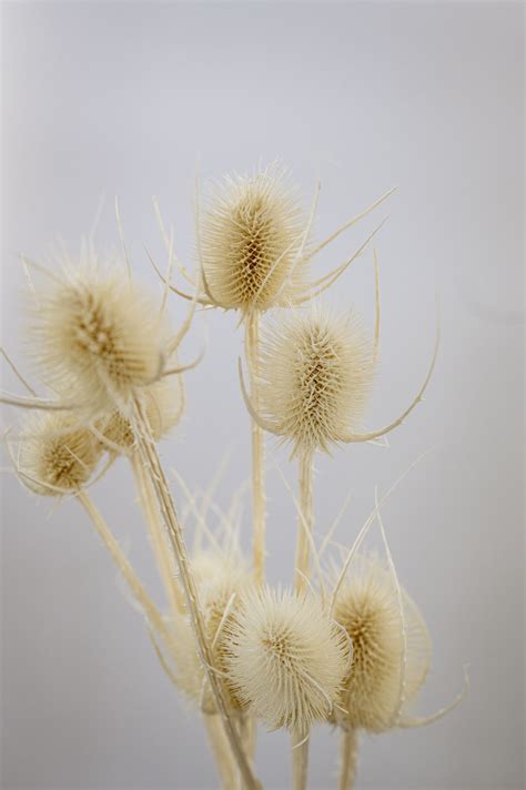 Disteln | weiß gebleicht | 1 Bund - Blumen Heller