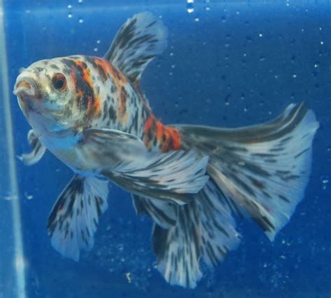17 Best Images About Goldfish For The Pond On Pinterest Stables