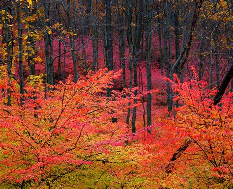 Wallpaper Park Pink Autumn Trees Red Tree Fall Nature Colors