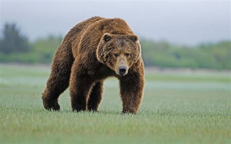 Wallpaper Animals Nature Grass Wildlife Bears Grizzly Bears