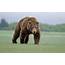 Bears Nature Animals Grizzly Bear Wallpapers HD 