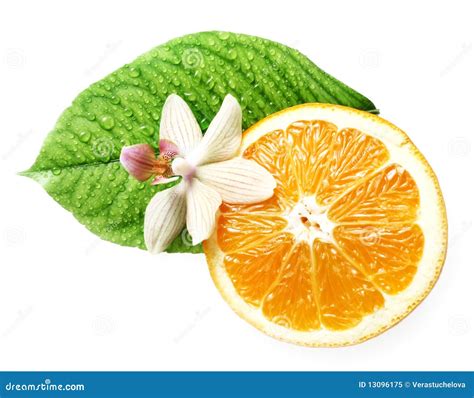 Collection 92 Pictures Orange Flower To Fruit Time Lapse Excellent 102023