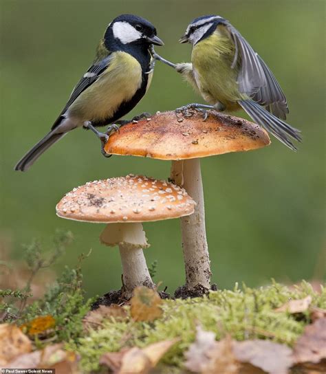 Great Tit And Blue Tit Go To War Over Favoured Position On Top Of A
