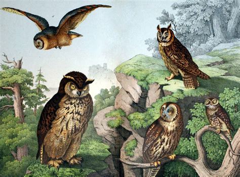 Woodland Owls | Free Vintage Illustrations