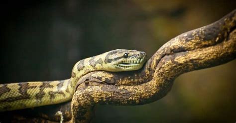 Viper Vs Rattlesnake ¿en Qué Se Diferencian Animales Adorables