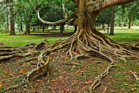 Are Exposed Tree Roots Bad The Impact Of Root Damage On Tree Health