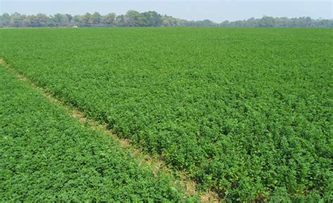 Alfalfa Planting Considerations And Assessing Stands — Progressive