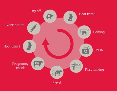 The Ideal Lactation Cycle For Dairy Cows Leedstone