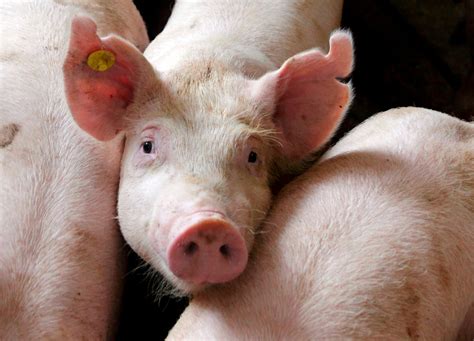 Deadly Virus May Kill 25 Million Pigs In The Coming Year Business