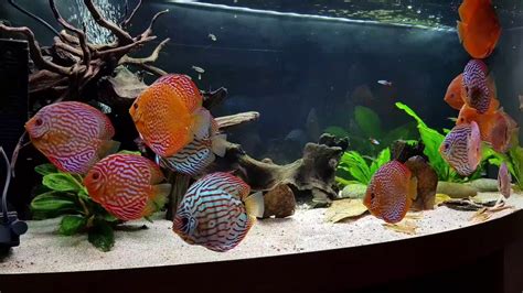 Huge xl discus islands fish tank (how to: Stendker Discus Aquarium - YouTube