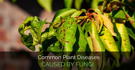 Learn about diseases caused by fungi with free interactive flashcards. Common Plant Diseases Caused by Fungi - Garden Loka
