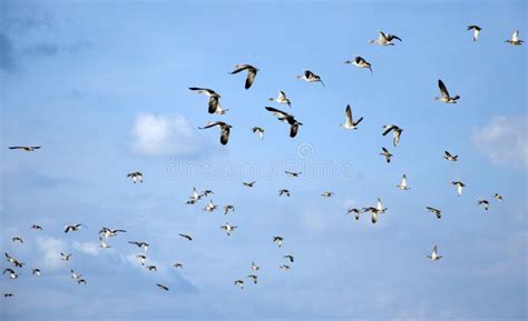 Flying Flock Of Mallards In The Sky Wild Ducks During Autumn Migration