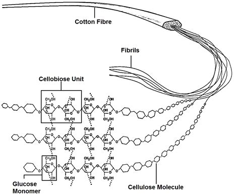 Chemical Structure Of Cotton Fibre Textile Centre