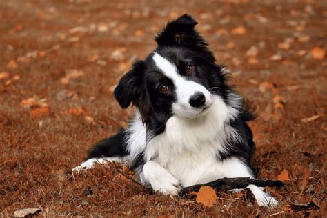Border Collie Breed Information Guide Photos Traits And Care Bark Post