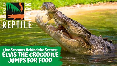 Live Feeding Elvis The Crocodile Australian Reptile Park Youtube