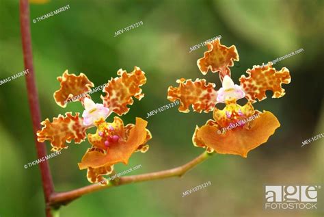 Orchid Oncidium Altissimum Stock Photo Picture And Rights Managed