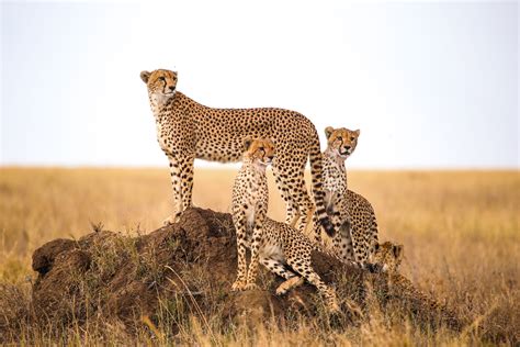 Amazing Photos Of Cheetahs In The Wild Readers Digest