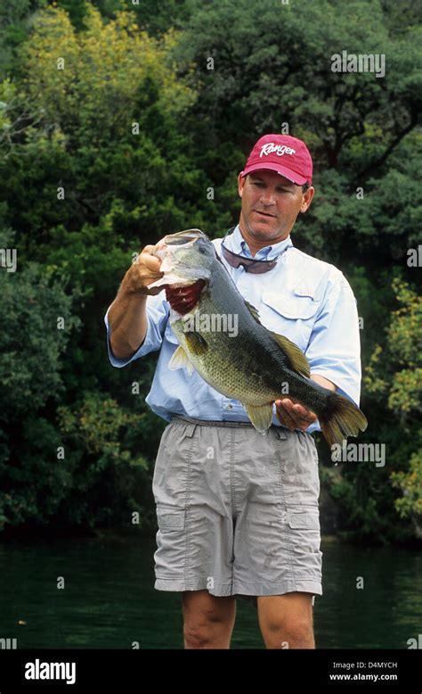 Fisherman Holding A Trophy Largemouth Bass Micropterus Salmoides