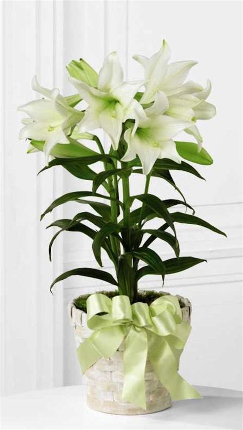 How To Care For A Potted Easter Lily Plant Lily Plants Easter Lily