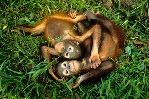 Picture Of 2 Baby Orangutans With Images Orangutan Baby Orangutan